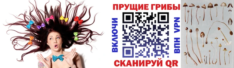 что такое наркотик  Ачинск  Псилоцибиновые грибы Psilocybe 